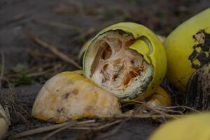 Crushed and rotted pumpkins lie in a field in September. Halloween pumpkin photo