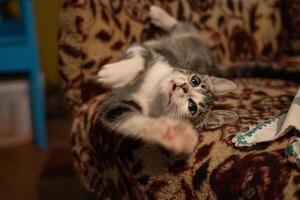 The kitten is lying in an armchair and playing, in the evening in the village photo