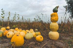 A tower of pumpkins in a field in the village in the evening photo