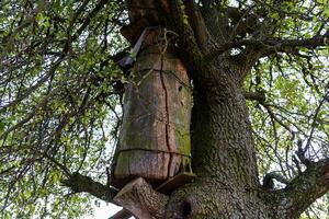 An old beehive on a tree in the village. A rustic abandoned beehive photo