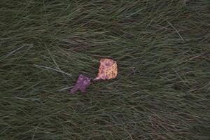 Autumn background is green, thick grass with dry leaves on it. Top-down view photo