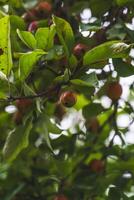 A wild apple tree in the garden. Small wild apples on an apple tree photo