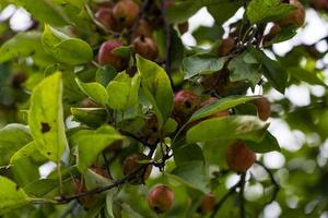 A wild apple tree in the garden. Small wild apples on an apple tree photo