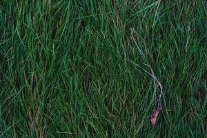 Autumn background is green, thick grass with dry leaves on it. Top-down view photo