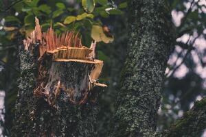 A broken tree in the garden. A piece of broken wood. A broken tree trunk photo
