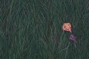 Autumn background is green, thick grass with dry leaves on it. Top-down view photo