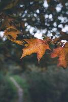 Yellow, dry, maple leaves up close on a tree in the garden. forest path photo