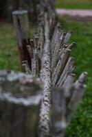 A fence made of vines. A fence made of branches. An Old Slavic fence of branches photo