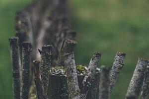 A fence made of vines. A fence made of branches. An Old Slavic fence of branches photo