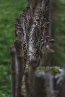 A fence made of vines. A fence made of branches. An Old Slavic fence of branches photo