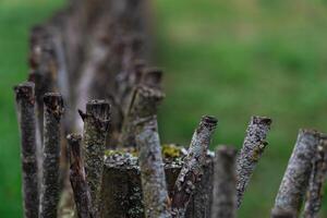 A fence made of vines. A fence made of branches. An Old Slavic fence of branches photo