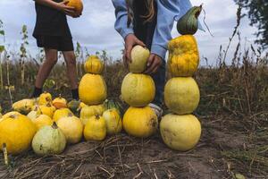 Children build a pumpkin tower in a field in the village in the evening photo