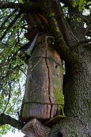 An old beehive on a tree in the village. A rustic abandoned beehive photo