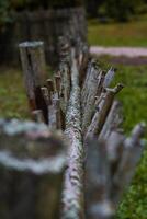 A fence made of vines. A fence made of branches. An Old Slavic fence of branches photo