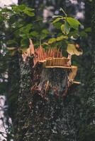 A broken tree in the garden. A piece of broken wood. A broken tree trunk photo