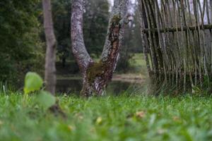 A fence made of vines. A fence made of branches. Old Slavic fence photo