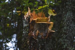 A broken tree in the garden. A piece of broken wood. A broken tree trunk photo