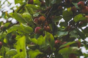 A wild apple tree in the garden. Small wild apples on an apple tree photo