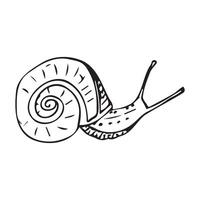 A snail hand-drawn in black ink on a white background vector