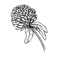 A clover hand-drawn in black ink on a white background vector