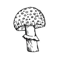A fly agaric hand-drawn in black ink on a white background vector