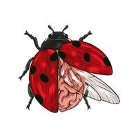 colored illustration of ladybug and brain vector