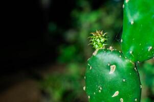 growing and small cactus shoots photo