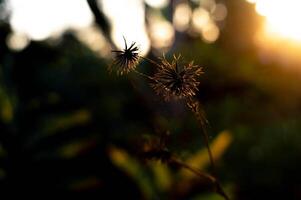 A flower with the sun setting behind it photo