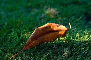 clove leaves on green grass photo