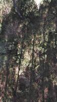 a aéreo Visão do uma floresta com árvores video