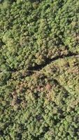 An aerial view of a forest with trees and green grass video