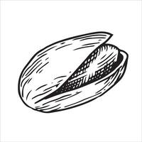 pistachio nut illustration. linear drawing in sketch style vector