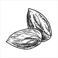 almond nut illustration. linear drawing in sketch style vector