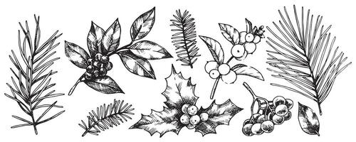 set of Christmas plants, spruce branches, pine trees, holly. line illustration in sketch style vector