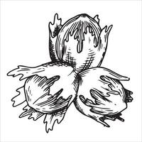 hazelnut illustration. line art drawing in sketch style vector