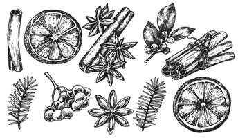 set of Christmas spices, cinnamon, anise, dried orange, spruce branches. line drawing in sketch style, vintage vector