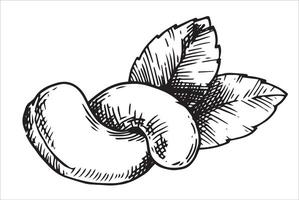 cashew nut illustration. linear drawing in sketch style vector