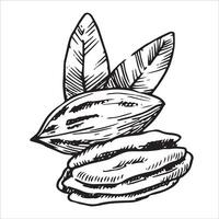 pecan illustration. linear drawing in sketch style vector