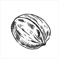 walnut illustration. line art drawing in sketch style vector