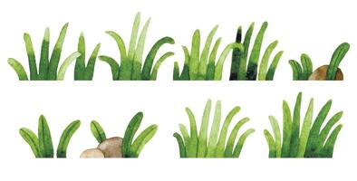 watercolor drawing, grass set. simple lawn drawing vector