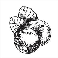 macadamia nut illustration. linear drawing in sketch style vector