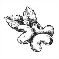cashew nuts illustration. line art drawing in sketch style vector