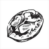 walnut nut illustration. drawing in sketch style vector