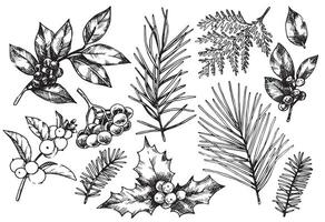 set of Christmas plants, spruce branches, pine trees, holly. illustration in sketch style. vintage vector