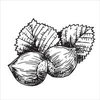 hazelnut illustration. linear drawing in sketch style vector
