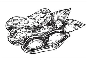 illustration of peanut nut. linear drawing in sketch style vector