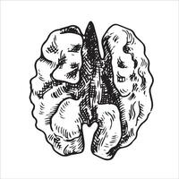 walnut nut illustration. linear drawing in sketch style vector