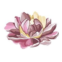 Three-color original flower peony, lily vector