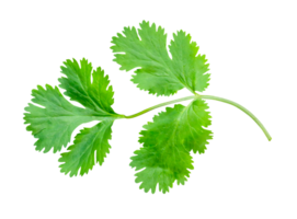 Top view of fresh green coriander leaf isolated in file format png