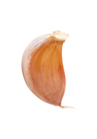 Single fresh unpeeled garlic clove isolated with clipping path in file format Thai herb concept png